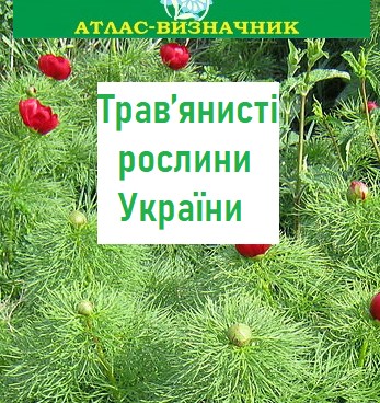 «Трав’янисті рослини України. Атлас-визначник» Віра Протопопова